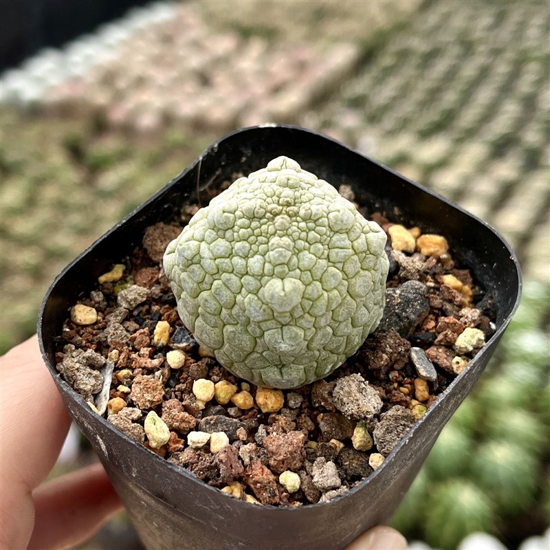 凝蹄玉实生仙人球一物一拍仙人掌多肉植物盆栽稀有萝藦科方蹄玉