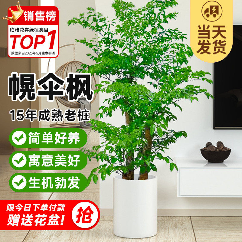 老桩幸福树客厅盆栽大型绿植粗杆幌伞枫室内厂区庭院四季常青植物
