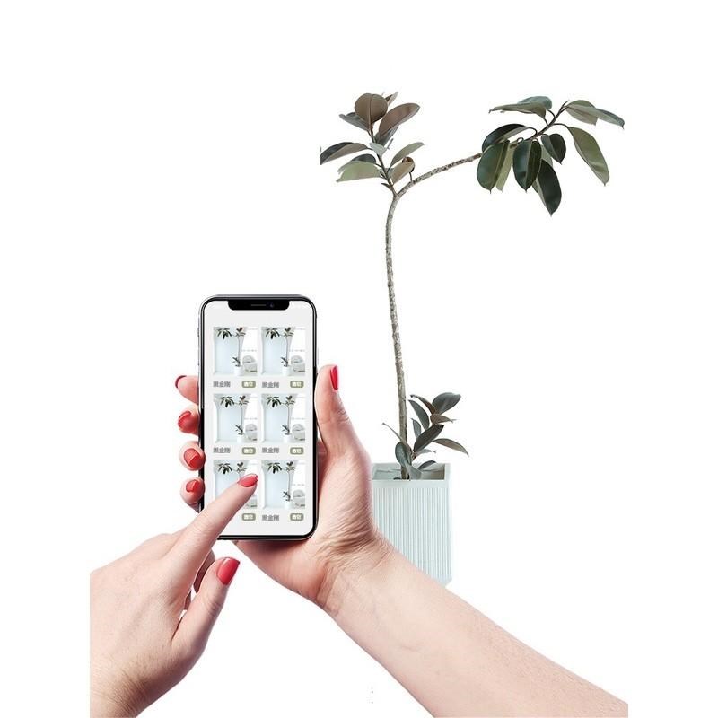 造型黑金刚橡皮树网红绿植花卉盆栽客厅阳台办公室美观净化新空气