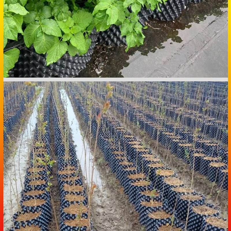 盆景果树生根器花盆加高控根器植树围植板排水板移苗育苗园林绿化
