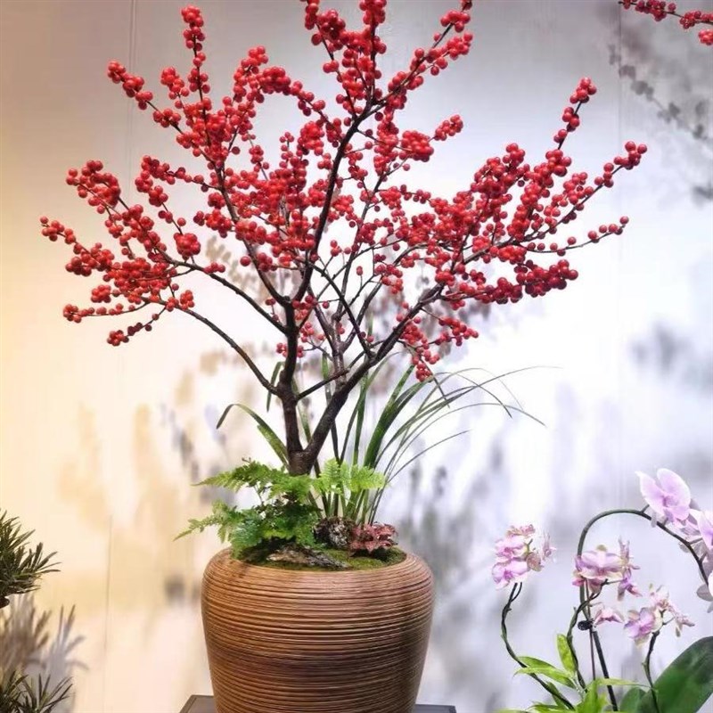 北美冬青盆栽树苗年宵花带红果果老桩盆景室内客厅耐寒花卉绿植物