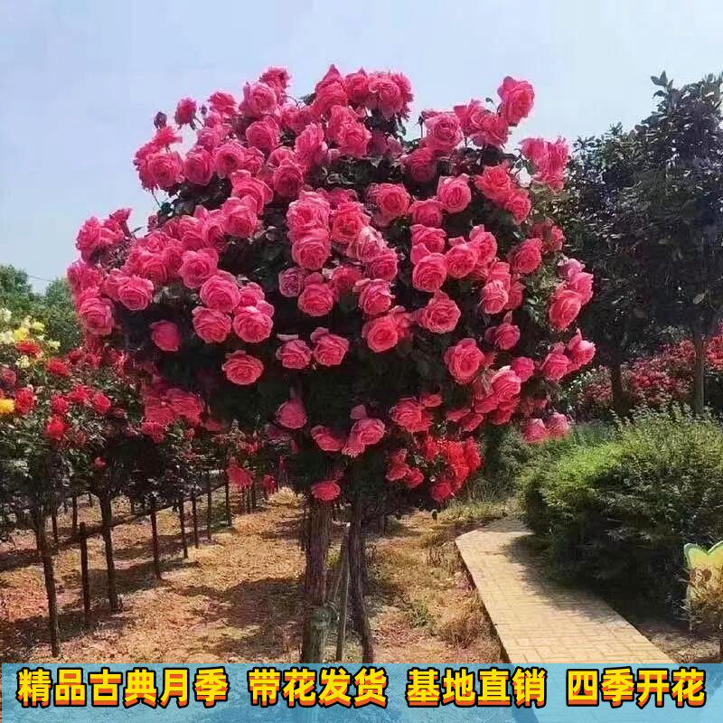 高档树桩月季花苗植物玫瑰大花浓香四季开花别墅庭院盆景树状月季