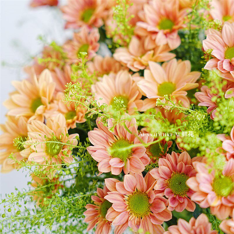 渐变大花瓣三文鱼色雏菊鲜花绿铃草组合插花花束云南直发节日送花