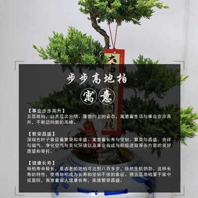 五层塔松盆栽造型地柏盆景植物室内书房茶室办公室桌面绿植送礼品