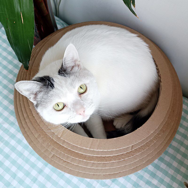 瓦楞纸贴面碗型猫玩具抓板大碗式窝杯磨爪板猫咪大号包邮睡觉娱乐