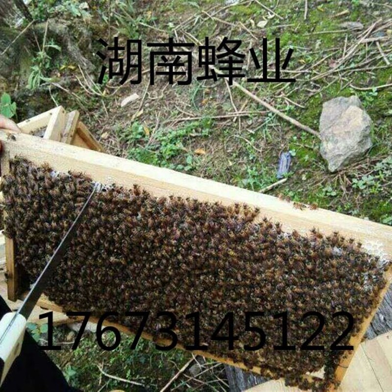(10箱送一箱专车送货)活体中华蜜蜂笼蜂中蜂蜂群 中蜂 带箱蜂群