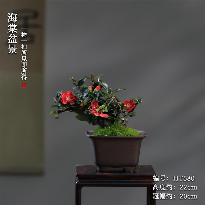 贴梗海棠花盆栽带花苞好养易活阳台庭院花卉一物一拍老桩植物盆景