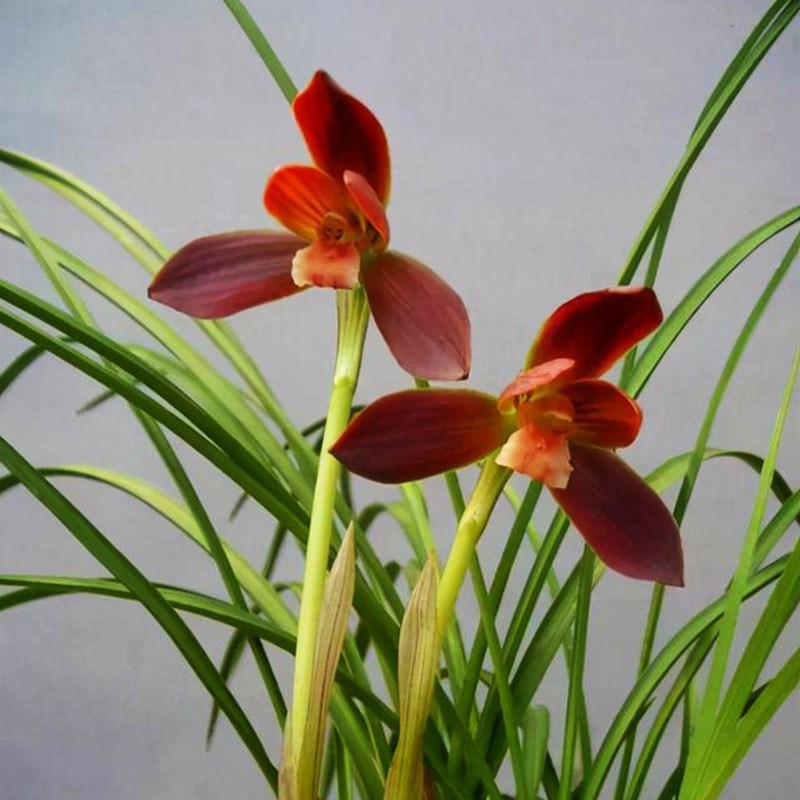 春兰铭品【带花苞】带盆种好浓香兰花室内绿植盆栽花卉好养易开花