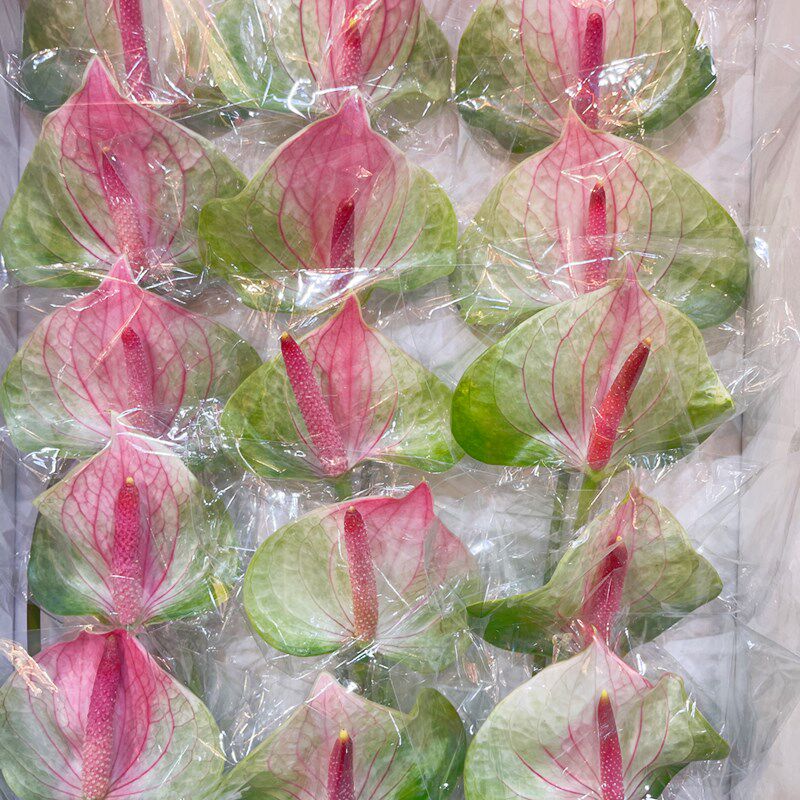 红掌彩色掌上海鲜花同城速递家用节日婚礼艺术江浙沪皖两扎包邮