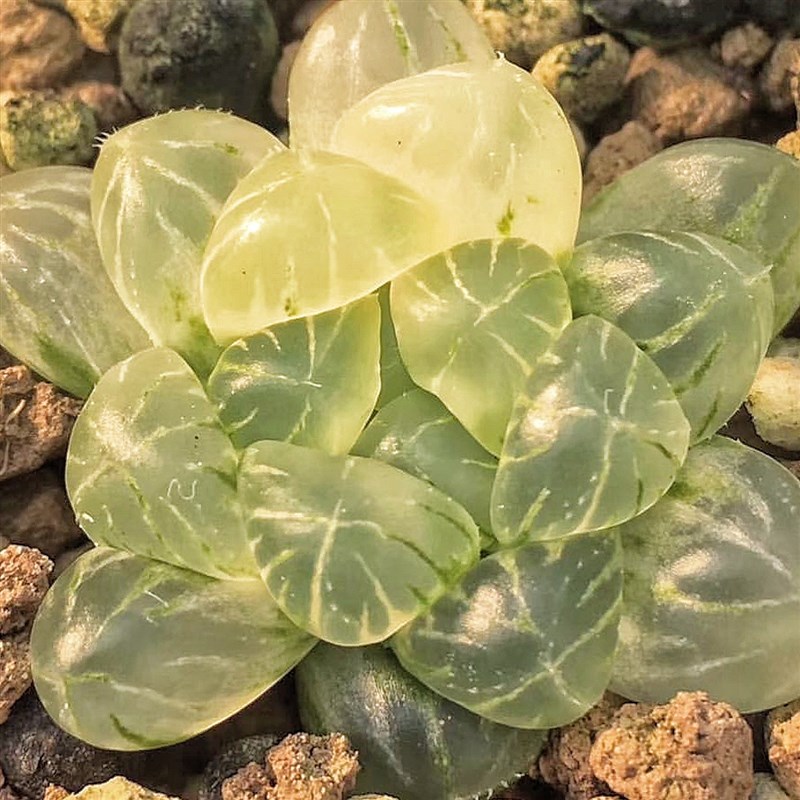 姬玉露锦 通透紧凑 玉露十二卷多肉植物肉肉盆栽 一物一拍 包邮