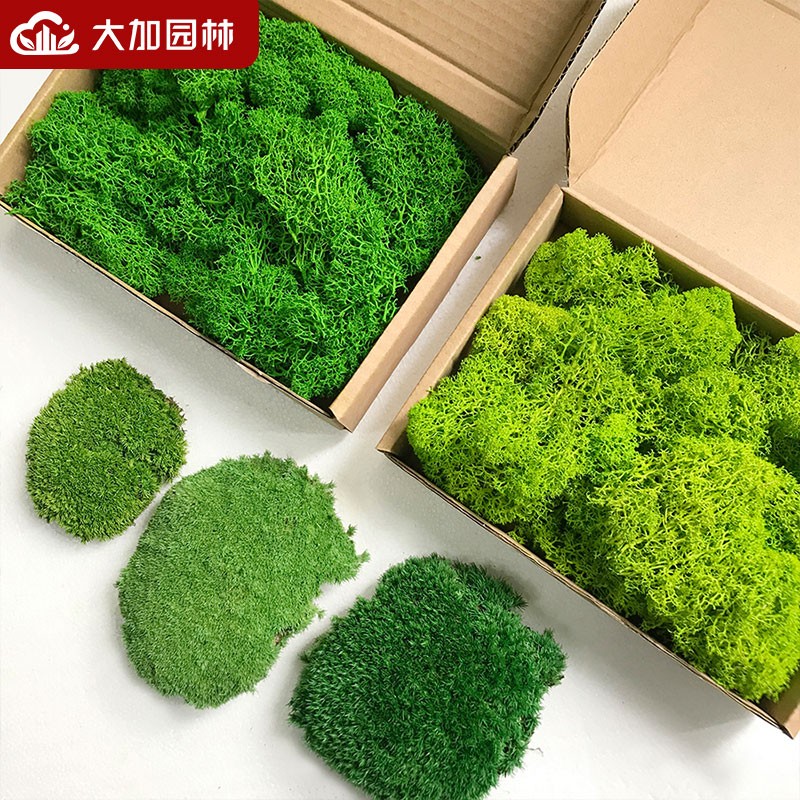 仿真苔藓白发苔藓植物绿色永生植物墙绿植装饰假青藓景观造景材料