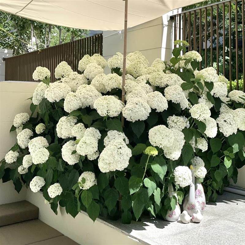无尽夏绣球花苗特大老桩带花苞庭院别墅地栽盆栽多季开花植物耐寒