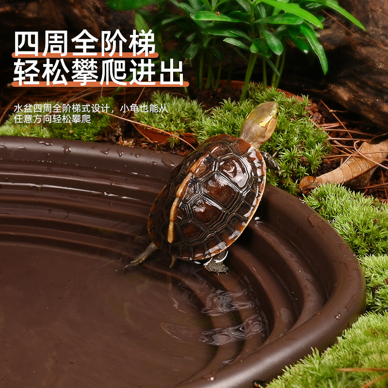 黄缘龟专用水盆乌龟泡澡盆安缘洗澡盆半水龟喝水盘爬宠饲养箱造景