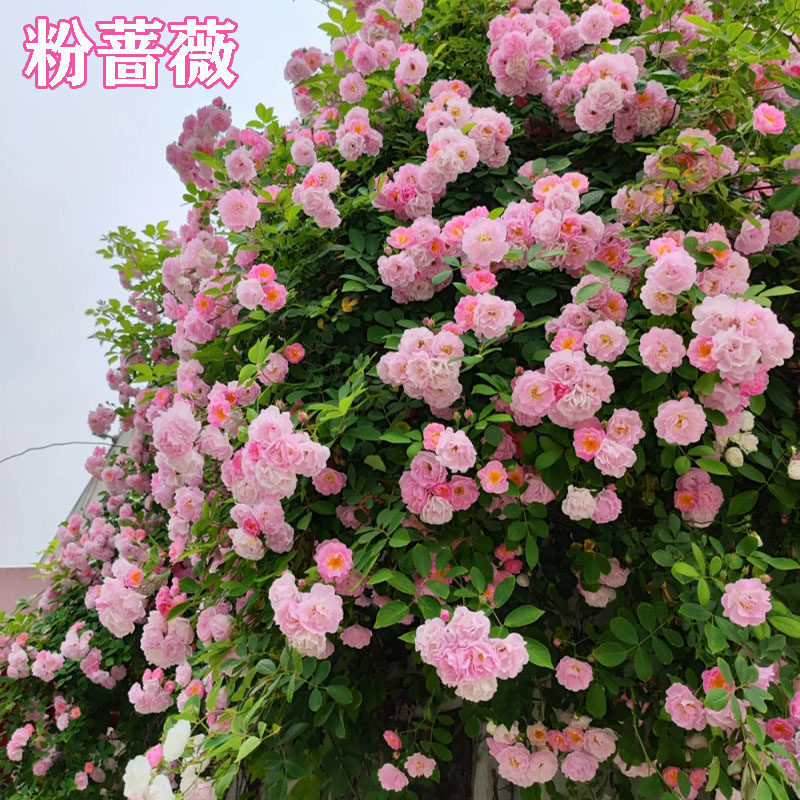 【2米大苗】蔷薇花苗藤本月季特大花爬藤植物四季开花卉盆栽玫瑰