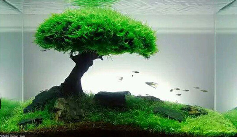 鱼缸水草树 沉木树造景水草 莫斯水草 活体水草树 小鱼缸树林造景