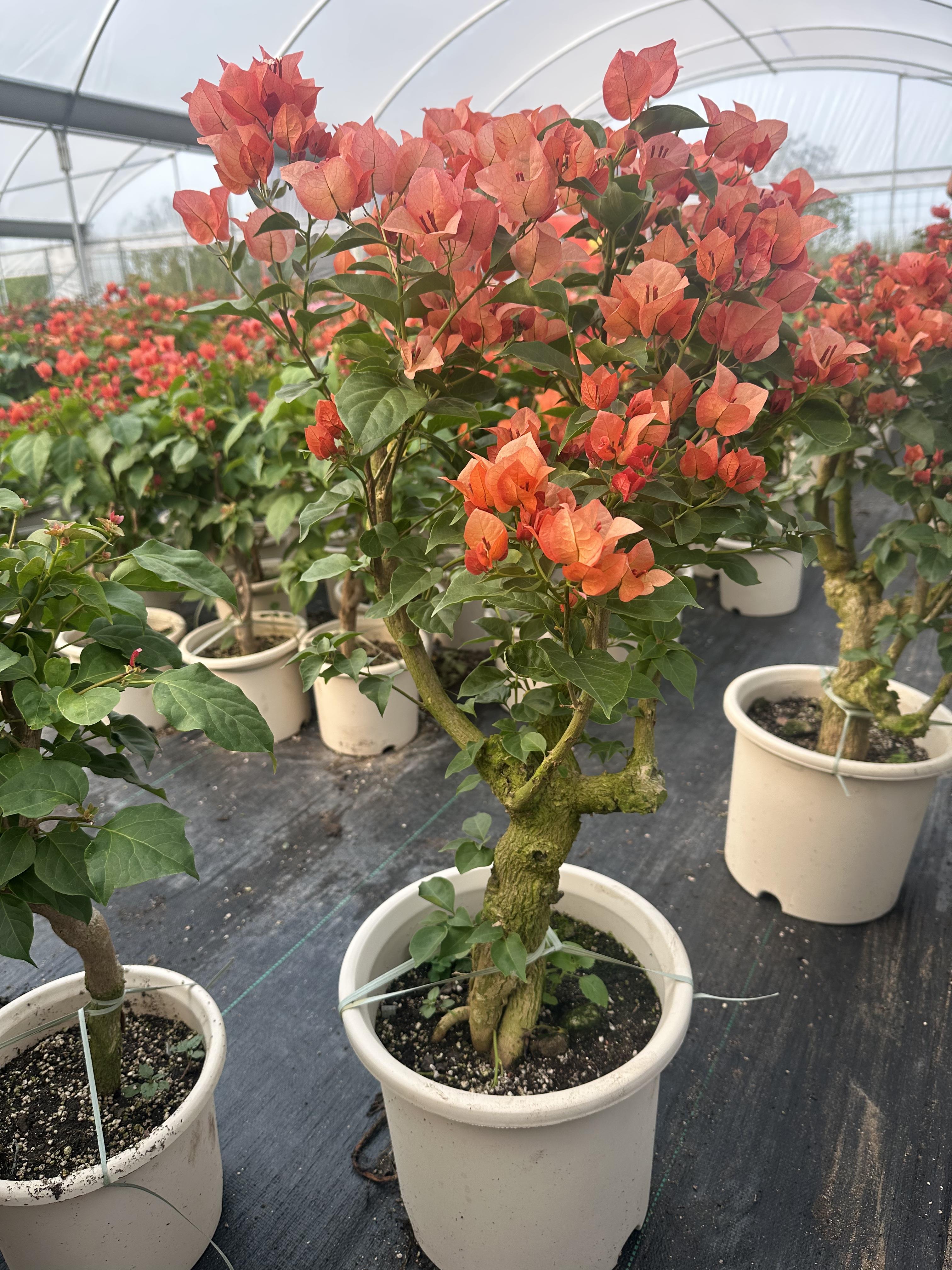 不甜西瓜三角梅盆栽带花老桩绿植花卉重瓣树苗室内阳台爬藤植物