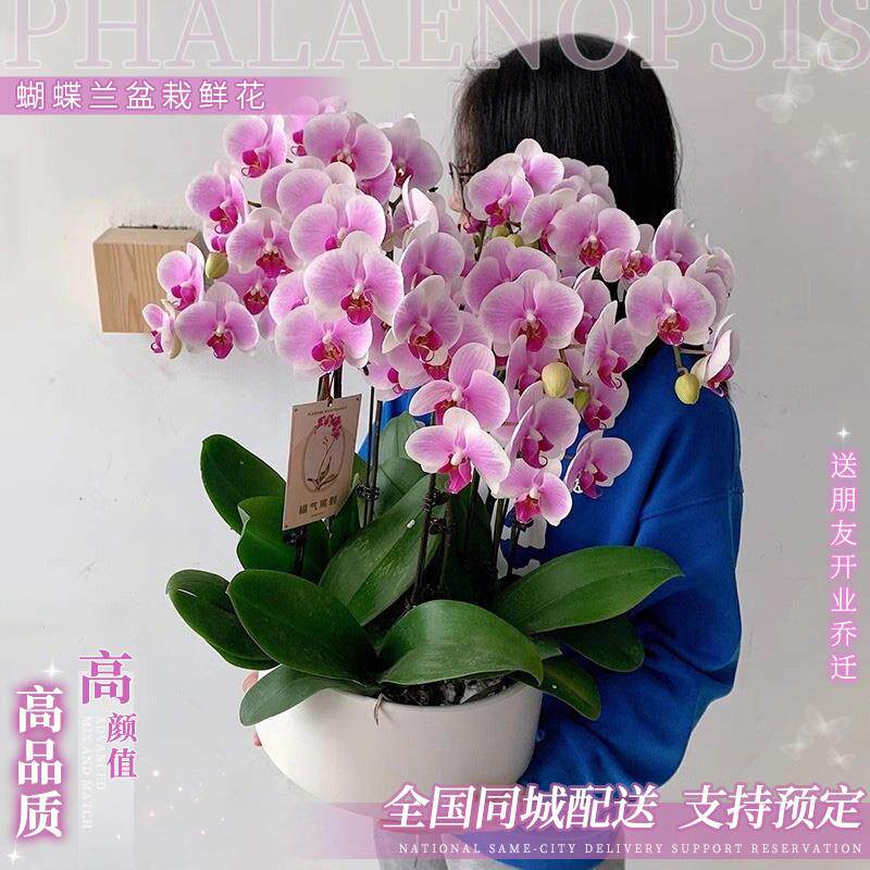 全国蝴蝶兰盆栽武汉鲜花速递同城哈尔滨合肥开业乔迁兰州贵阳带花