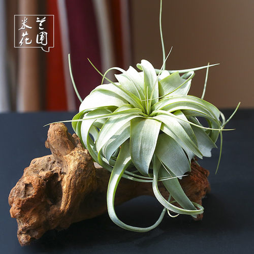 空气凤梨无土植物霸王稀有室内绿植盆栽花卉