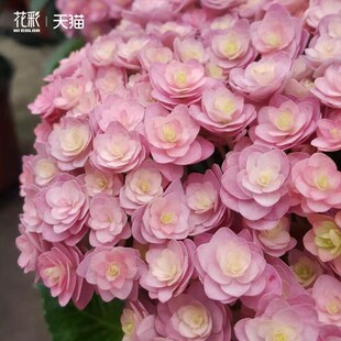 太阳神殿绣球花盆栽小苗易多梦幻牵牛星易多梦幻薄荷拇指绣球大苗