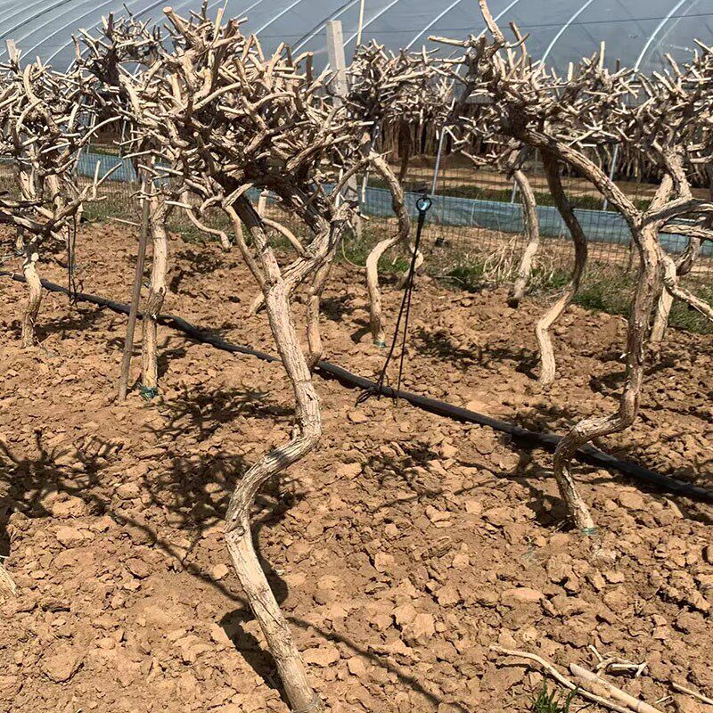 凌霄花爬藤大苗老桩盆景造型盆栽地栽带大土球当年开花庭院耐寒