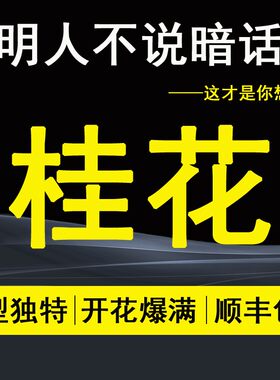 精品日香桂花盆景盆栽树苗一物一拍室内办公桌四季桂流苏嫁接老桩