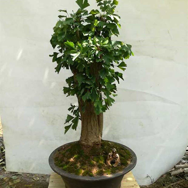 银杏盆景树桩盆栽老桩中小型绿植树苗盆景微型小桩造型白果包邮