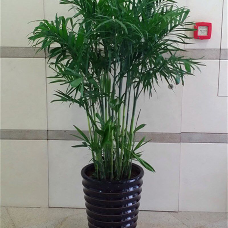 大盆夏威夷竹子盆栽竹苗室内客厅大型绿植盆景真夏威夷竹子节植物
