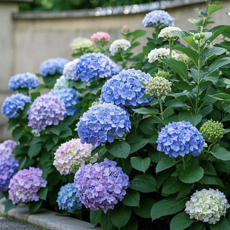 绣球花苗四季开花盆栽无尽夏小苗庭院办公室内花卉绿植物好养易活