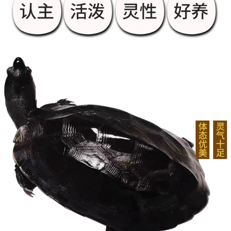 顶墨龟纯种全黑龟苗外塘中华公草龟黑腹小乌龟家庭饲养招财宠物龟