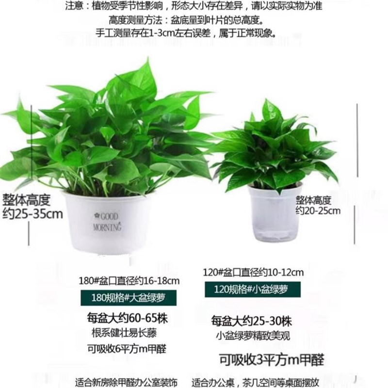 绿萝盆栽室内新房家用客厅大叶植物长藤大盆绿箩水培吊兰花卉吊兰