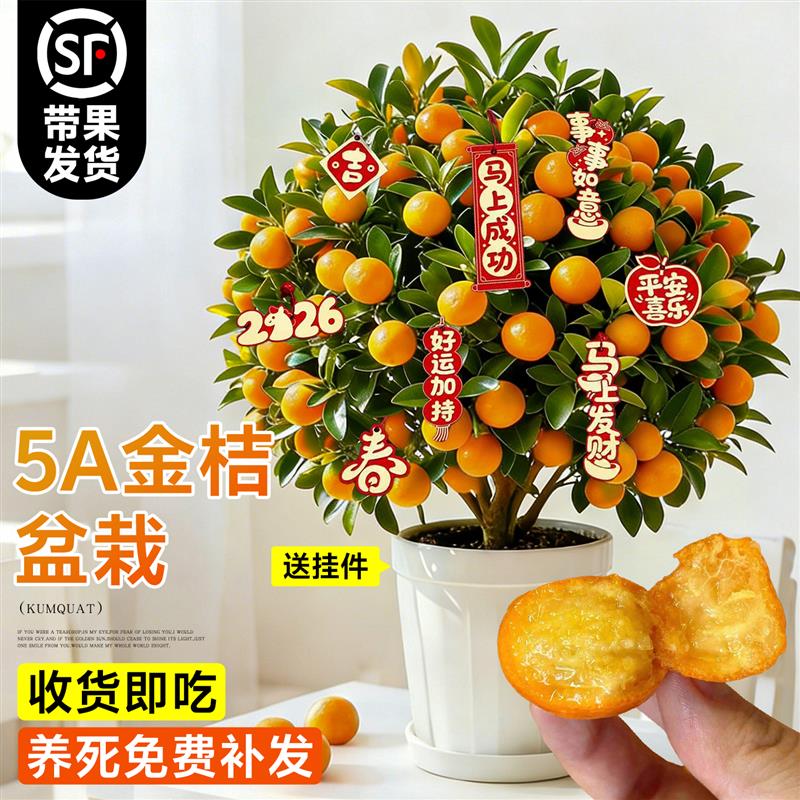 金桔树盆栽树苗年橘可食用带果脆皮四季橘子客厅室内外绿植物好养