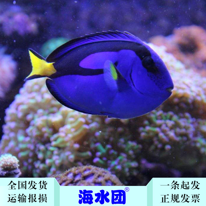 拍下选货 顺丰报损 蓝调 篮兰蓝吊 海水 观赏鱼 活体 珊瑚 多利