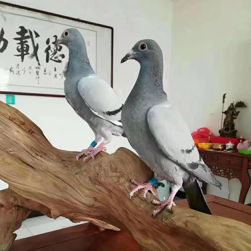 鸽子活体一对信鸽天落鸟幼鸽青年纯黑成年种鸽成绩鸽赛鸽原配活体
