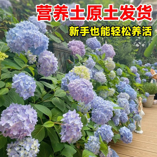 绣球花盆栽带花客厅阳台四季开花无尽夏花苗鲜花耐寒植物老桩花卉