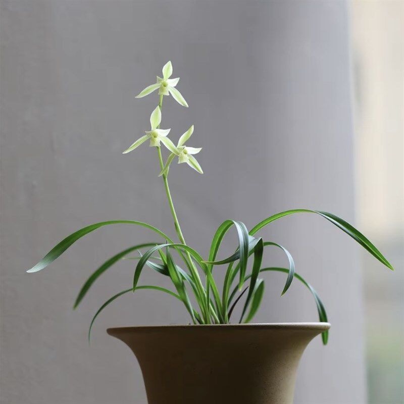 兰花苗建兰四季兰黄山雪小草型花开高出架夏秋带花苞浓香型室内花