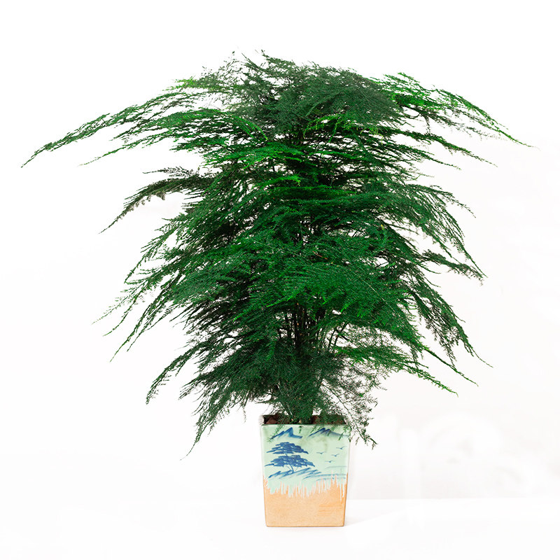 文竹盆栽大型植物办公室内四季花卉客厅桌面小苗绿植云竹盆景好养