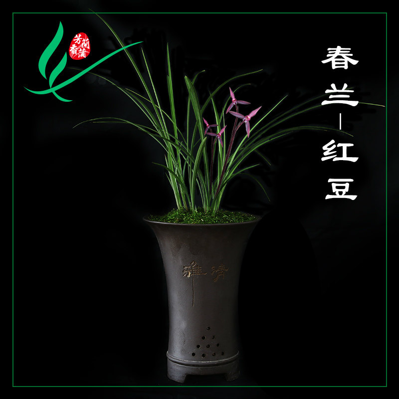 福建南靖兰花苗春兰红豆浓香卉盆景栽土绿带草植物花苞名贵墨芳香