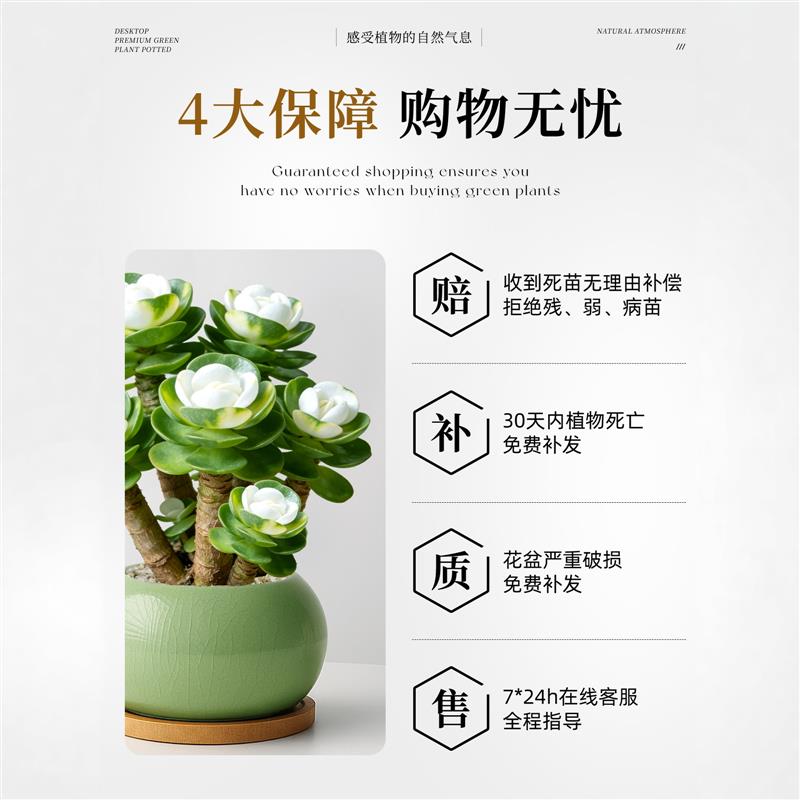 金钱木老桩盆栽多肉植物办公室桌面招财绿植花卉高级感盆景好养活