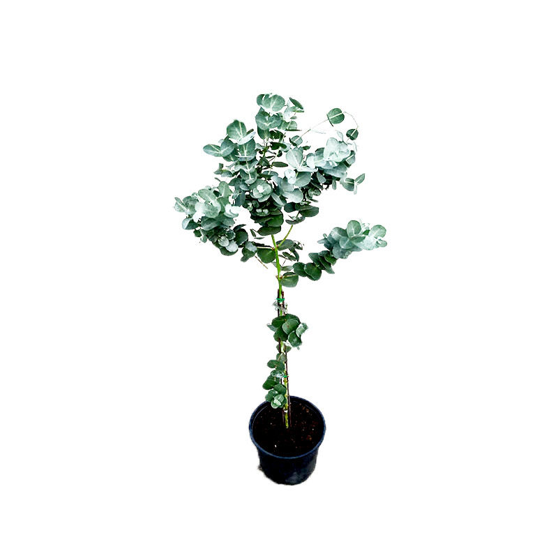 棒棒糖尤加利苗盆栽植物蓝桉北欧蓝宝贝银水滴桉心叶观叶净化空气