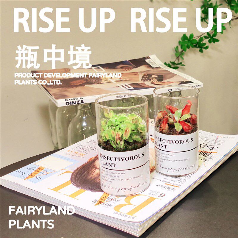拯救焦虑桌面花园玻璃生态瓶微景观治愈系奇趣情绪植物30天包活