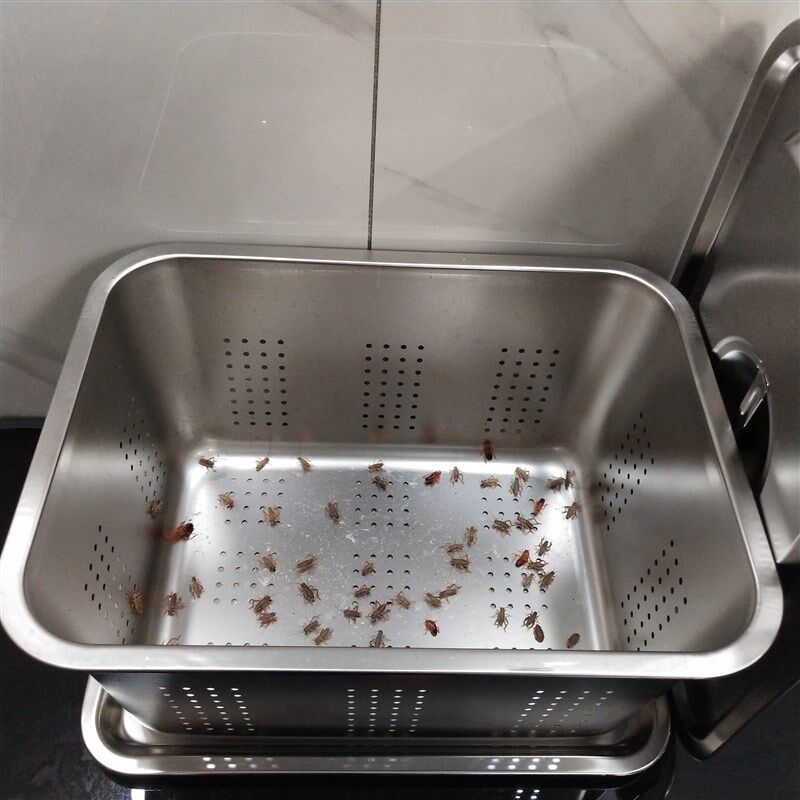 不锈钢蟋蟀蛐蛐饲养箱杜比亚樱桃蟑螂饲养箱爬虫爬宠饲养箱蜥蜴养
