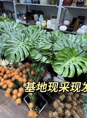 基地搬迁福利~大型老桩水培龟背竹客厅办公室内水土培绿植双片叶