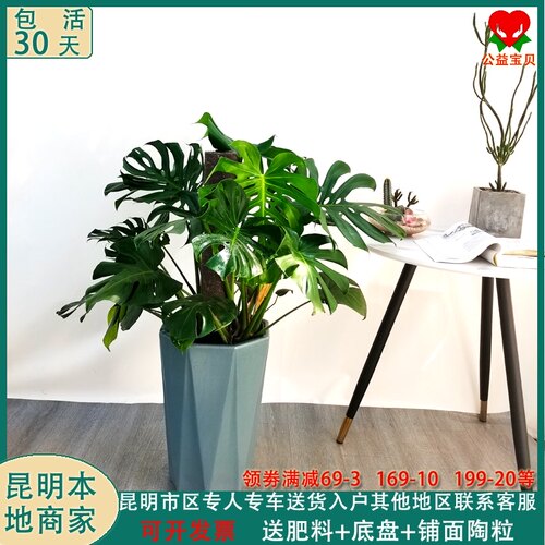 龟背竹盆栽搬家吸甲醛室内外办公室大型网红四季常绿耐旱好养绿植