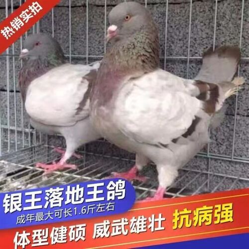 元宝鸽纯种鸽子正宗活物一对特大型元宝鸽观赏鸽肉鸽信鸽活体鸽子