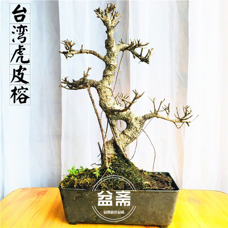 台湾虎皮气根榕树大型盆景树桩老桩造型斑点室内水陆造景苍古树头