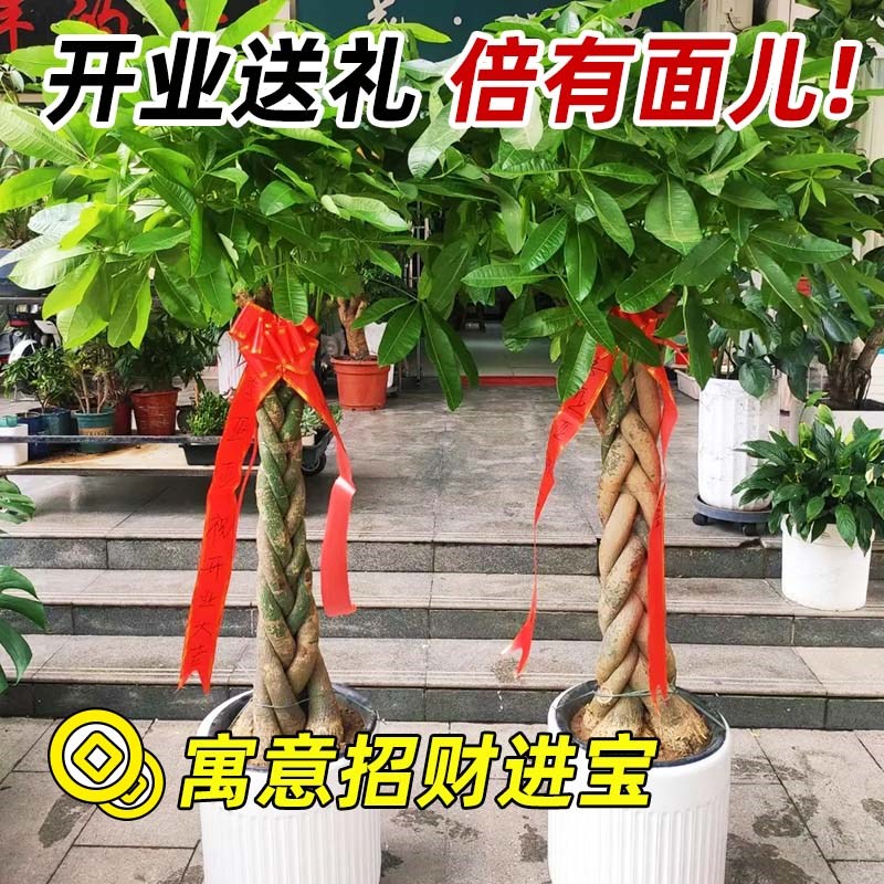 发财树盆栽室内客厅大型辫子步步高独杆招财树大棵绿植办公室盆景