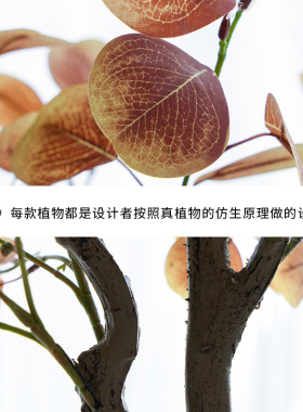 北欧ins风仿真尤加利叶金钱大树假植物落地盆栽装饰盆景绿植摆件