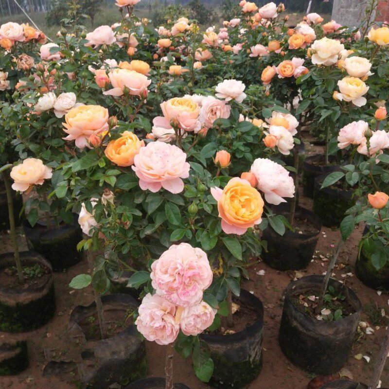 果汁阳台棒棒糖树状月季花苗特大花玫瑰四季开阳台庭院浓香绿植物