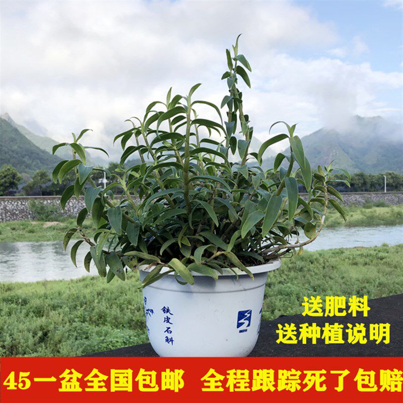 三年生铁皮石斛苗盆栽 铁皮枫斗 鲜条 红杆软脚 驯化苗大种苗盆景