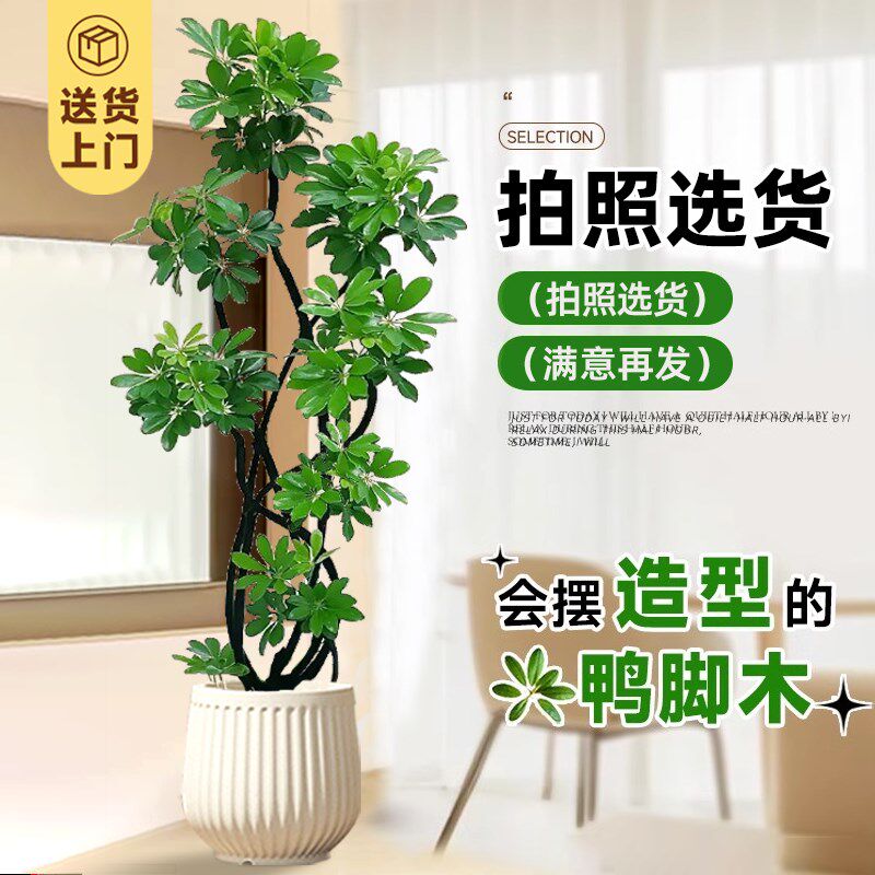 造型鸭脚木绿植客厅大型盆栽鸭掌木室内落地式植物高级感真花开业